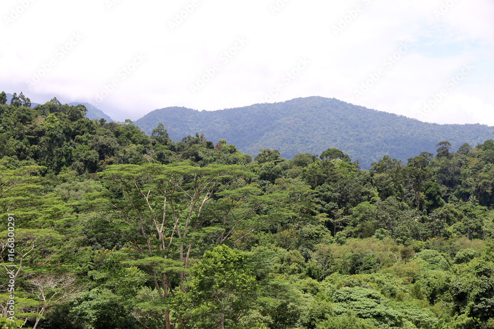 green forest tree Mountain In tropical countries summer
