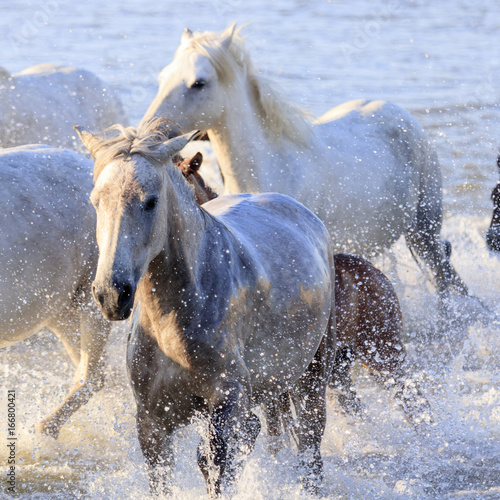 Wild horses in Camargue, France © jefwod