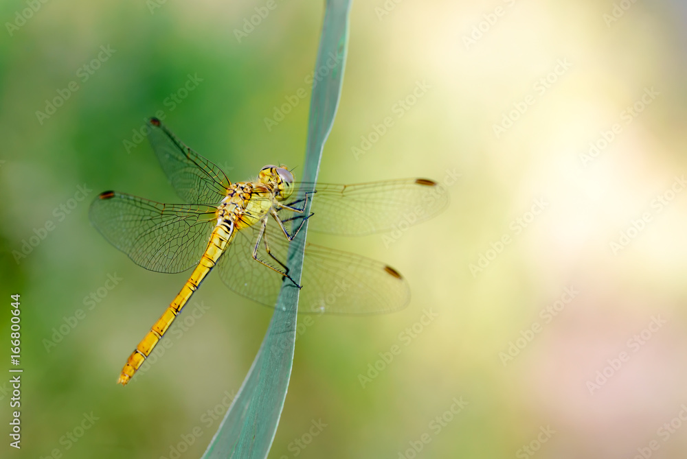 Sympetrum striolatum, also known as common darter, resting on a leaf