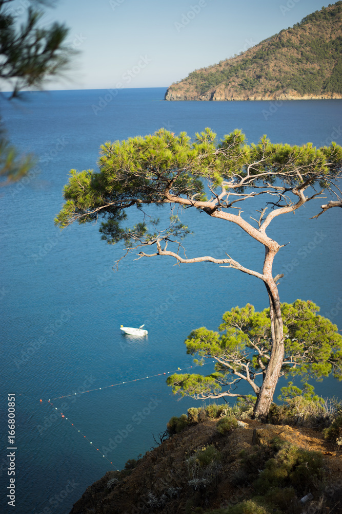 Pine tree with blue sea background Turkey
