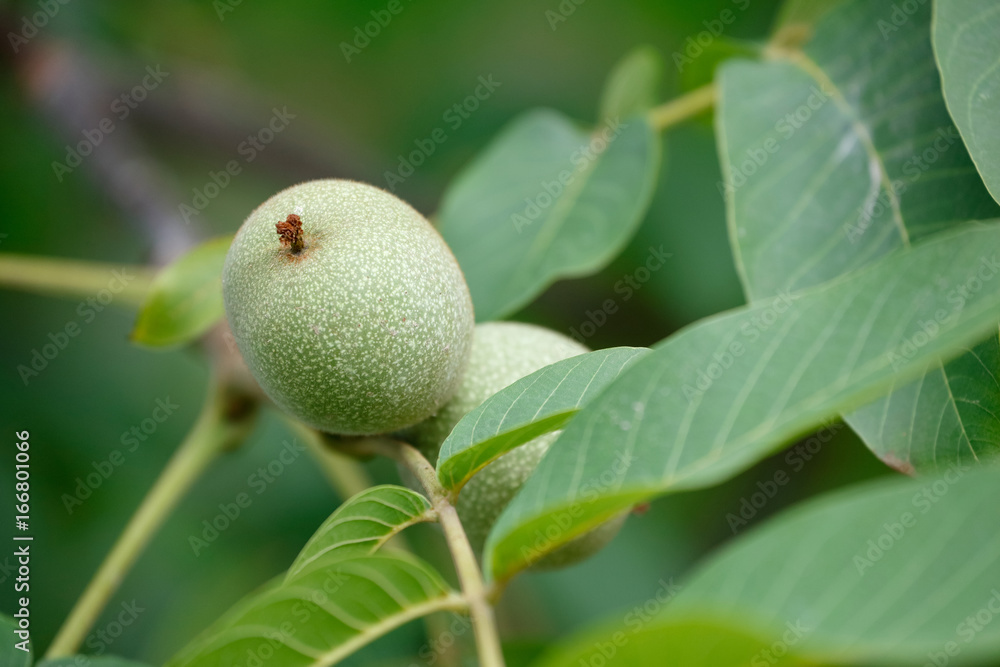 Walnut Walnut