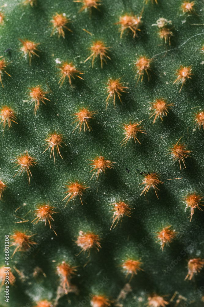 Obraz premium Cactus