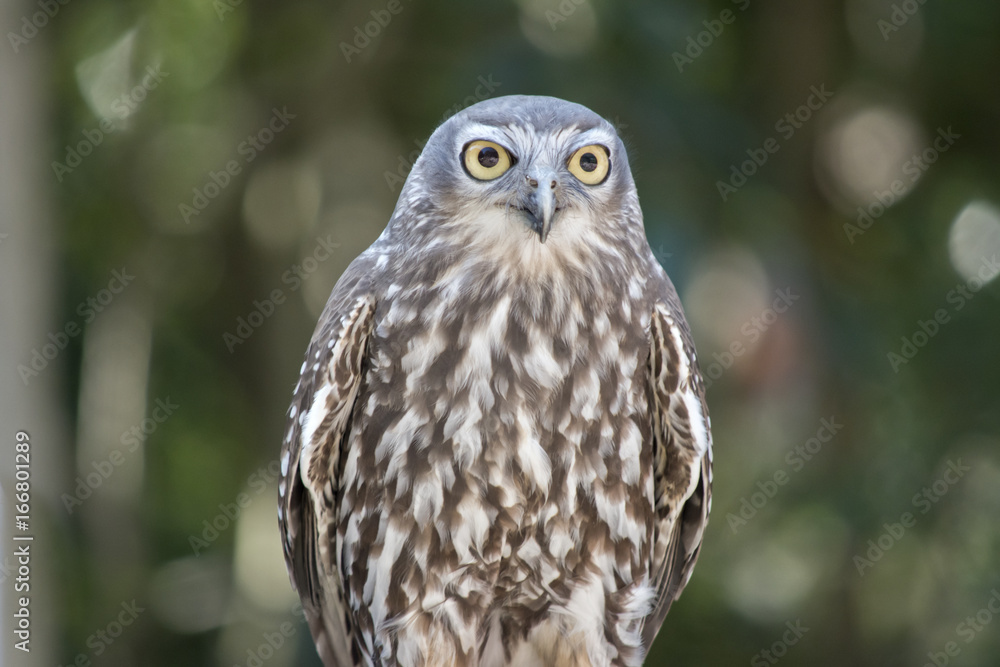 barking owl barking owl