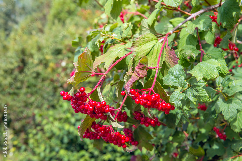 Red berries of a guelder-rose bush Red berries of a guelder-rose bush