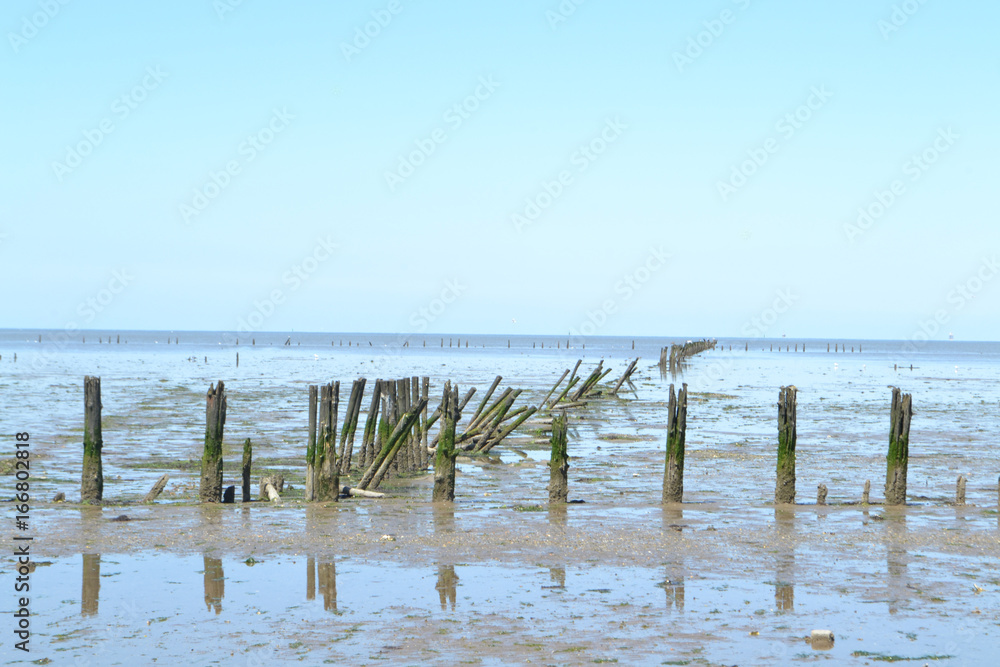 rijshout voor landwinning in de Waddenzee in Friesland