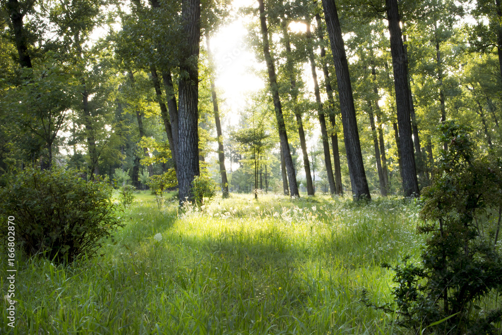 Obraz premium Promień słońca w lesie