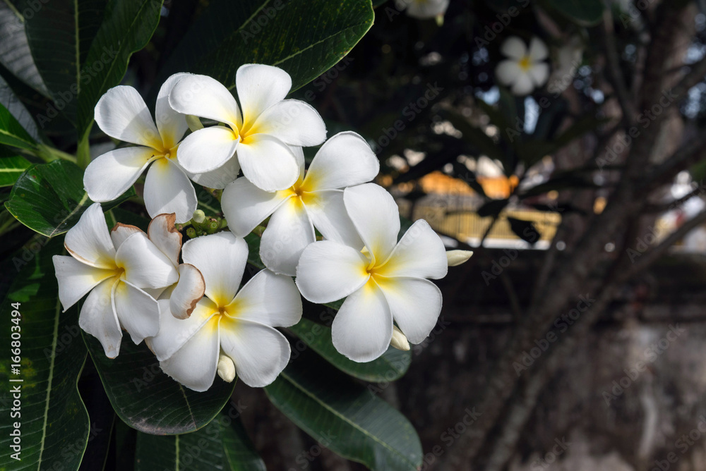 plumeria flower with green nature background plumeria flower with green nature background