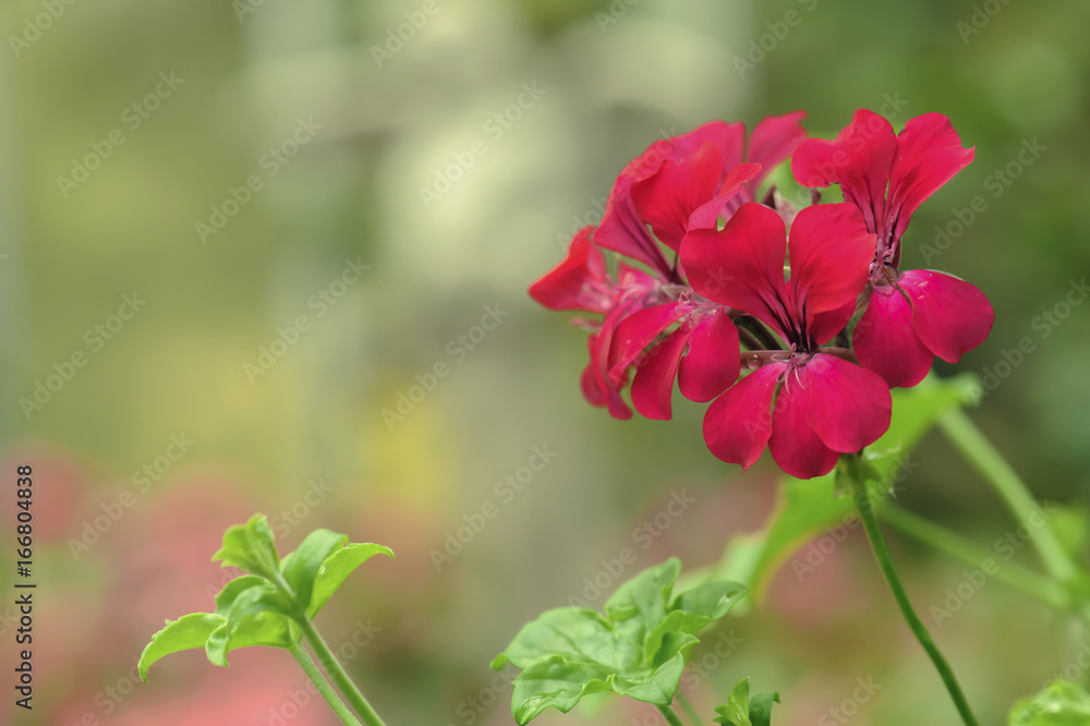 beautiful red geranium flower blooming in garden beautiful red geranium flower blooming in garden