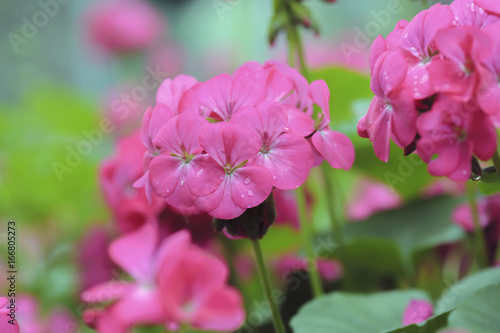 beautiful pink geranium flower blooming in garden