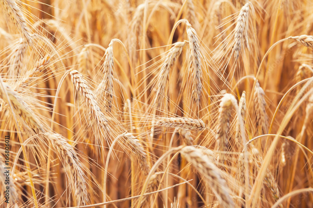 wheat on farm field wheat on farm field