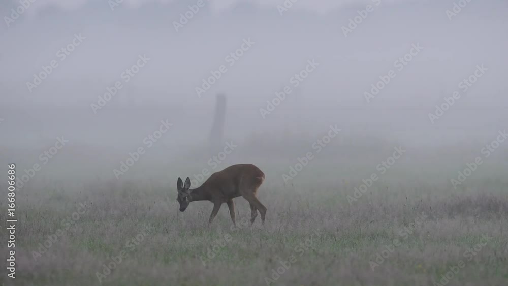 Reh auf Futtersuche im Morgennebel, Sommer Reh auf Futtersuche im Morgennebel, Sommer