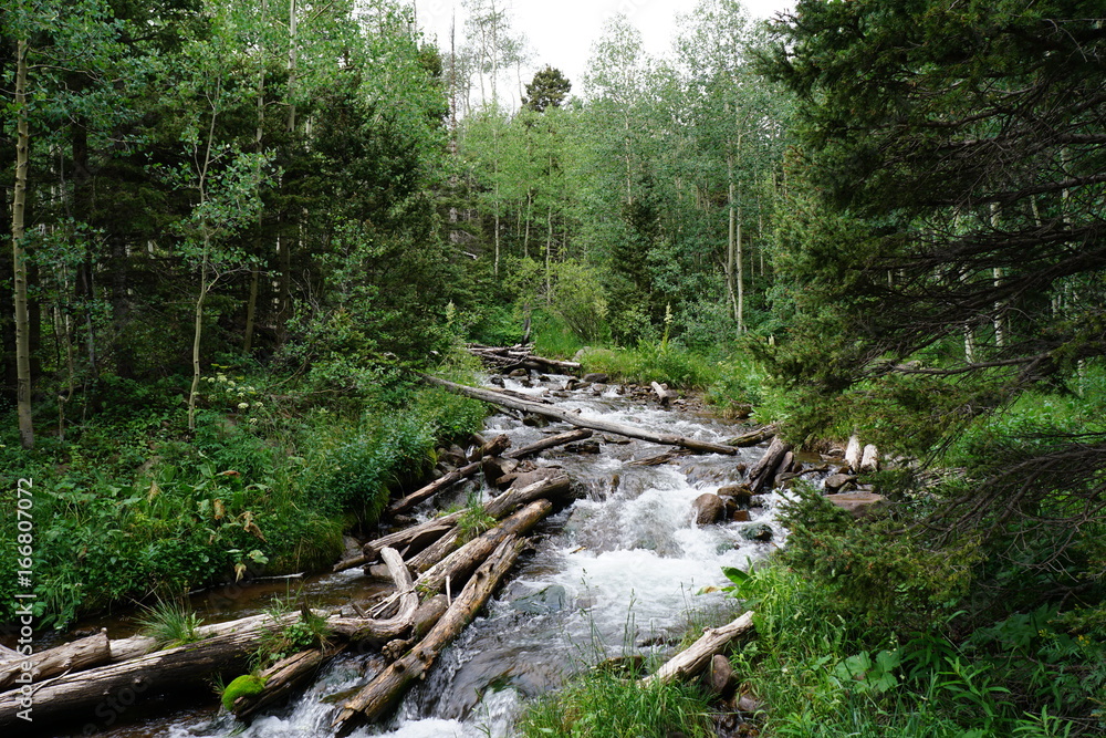Mountain Stream in Colorado Forest