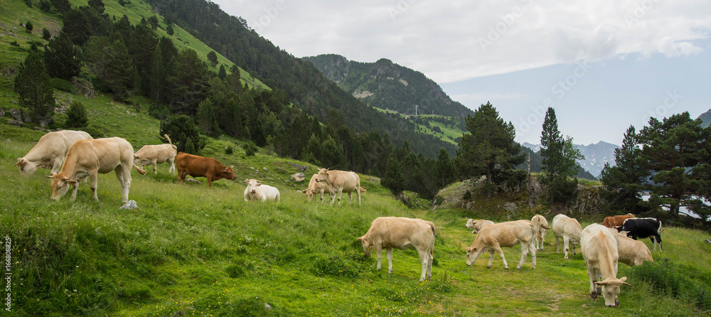Troupeau de vache vallée de l'Oule France
