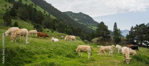 Troupeau de vache vallée de l'Oule France