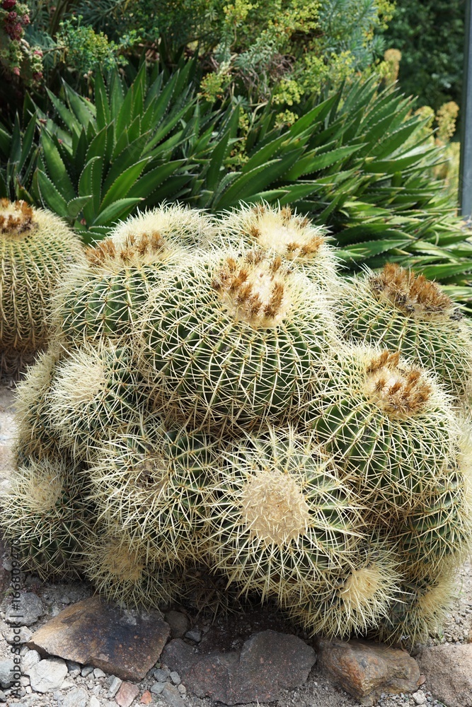 Im Kakteengarten Im Kakteengarten