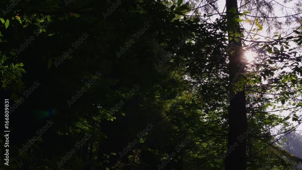 Steadicam shot: The rays of the sun shine through the branches of the trees. Morning forest, crystal clear air and light mist Steadicam shot: The rays of the sun shine through the branches of the trees. Morning forest, crystal clear air and light mist