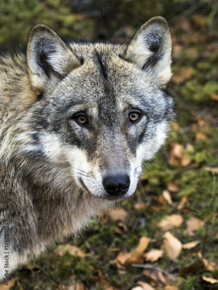 Portrait of European Wolf (Canis lupus)