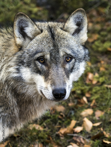 Portrait of European Wolf  Canis lupus 
