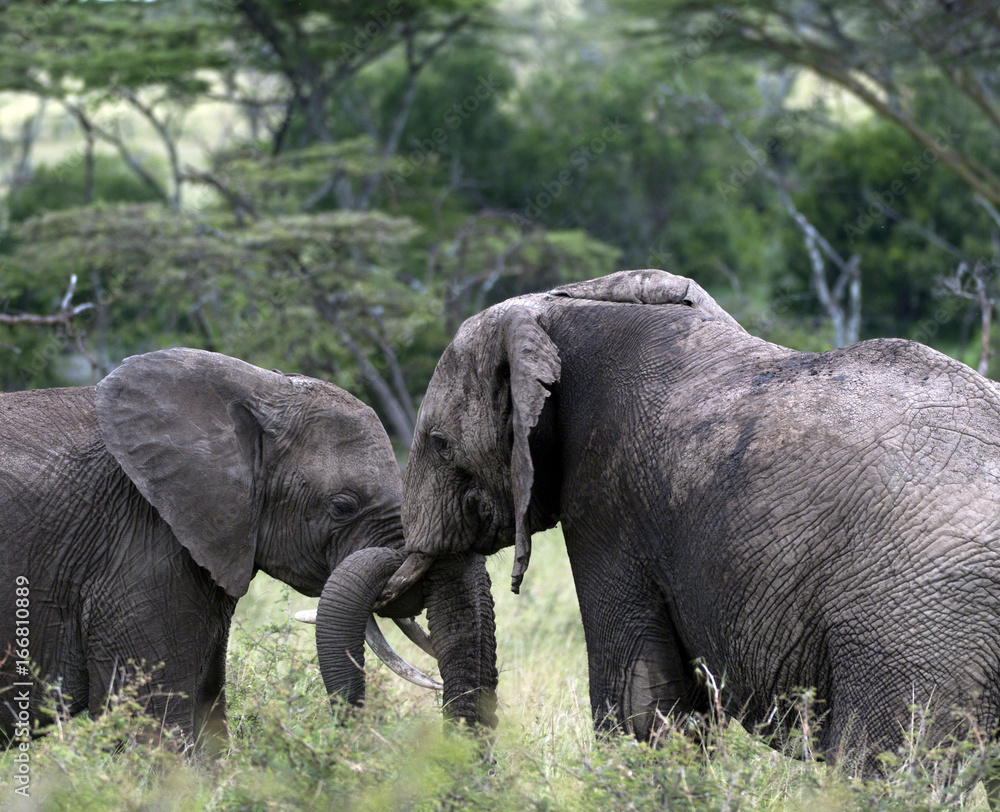 Pair of young elephants fighting, one with the trunk of the other wrapped around ivory tusk. Masai Mara, Kenya, Africa