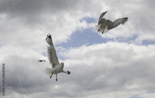 two seagull flying in the sky
