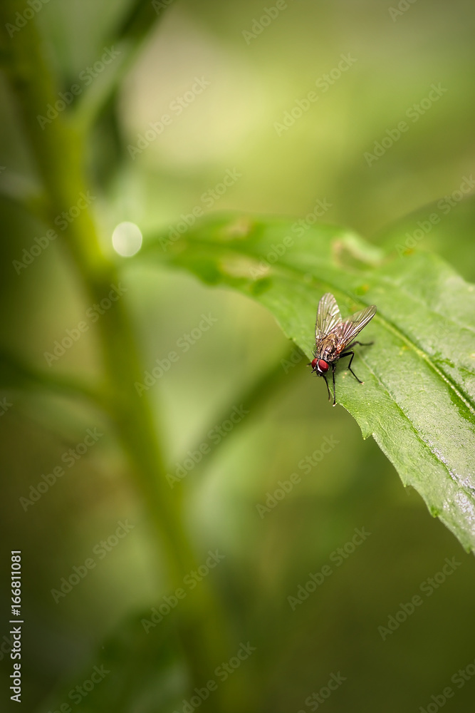 Fly Close up with green foliage background Fly Close up with green foliage background