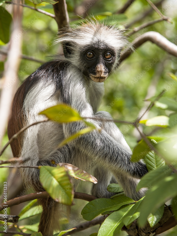 Fototapeta premium Eye to Eye with a Zanzibar Red Colobus Monkey
