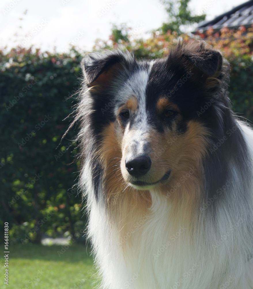 Blue Merle, Collie