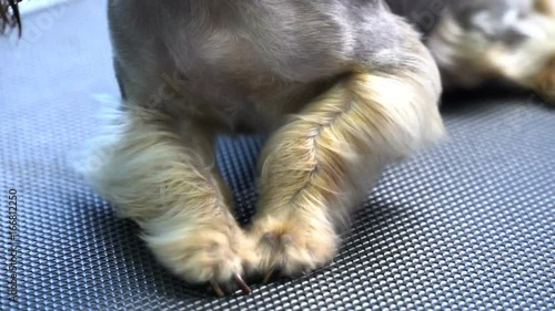 Drying dog hair on the legs of Yorkshire terrier after shower in pet salon