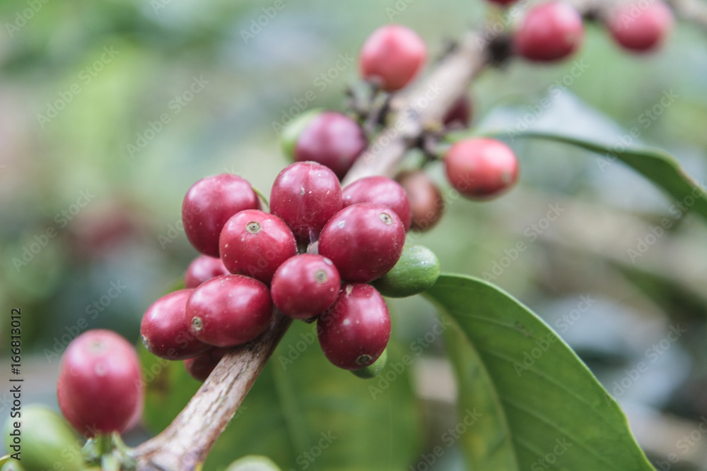 Coffee beans Coffee beans