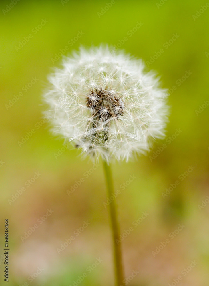 Fototapeta premium タンポポの綿毛