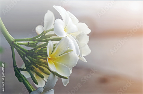 Fototapeta Naklejka Na Ścianę i Meble -  plumeria flower with green nature background