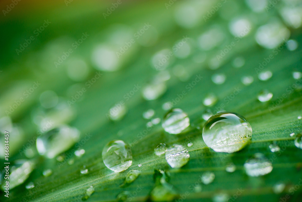 droplet water on leave background droplet water on leave background