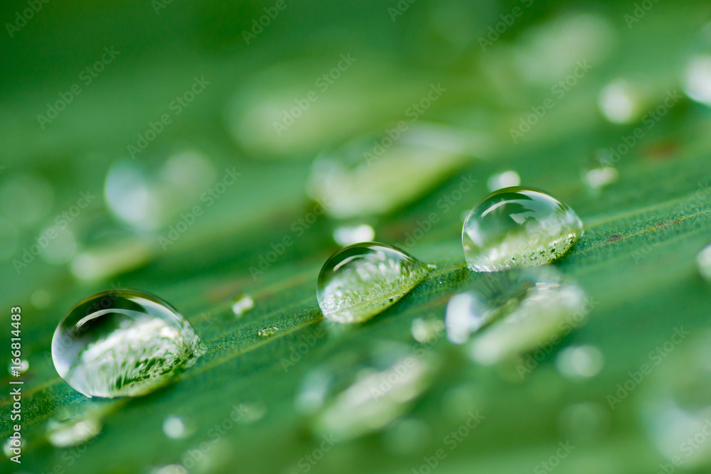 droplet water on leave background droplet water on leave background