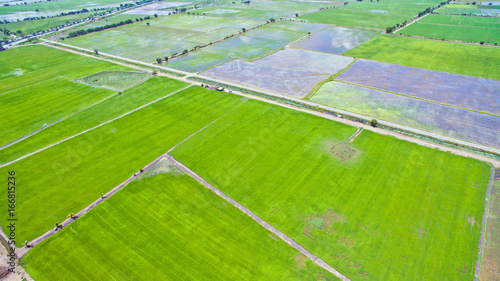 Aerial view from flying drone of Field rice with landscape green pattern nature background