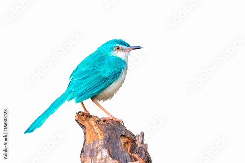 Colorful bird isolated on branch with white background, Light blue bird.