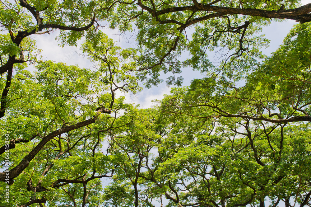 Fototapeta premium tree on sky