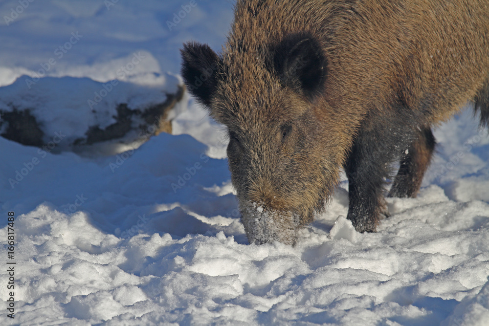 Wildschwein