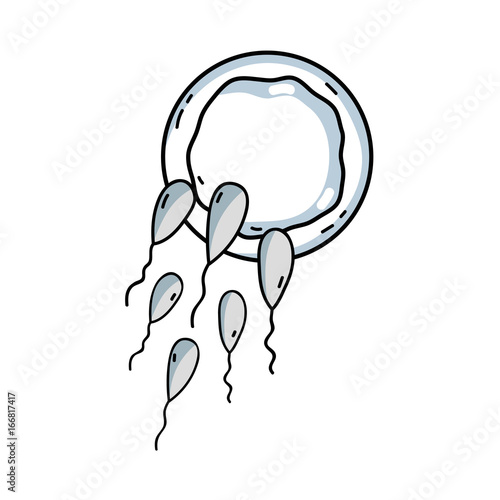 line spermatozoon reproduction fertilizing ovum