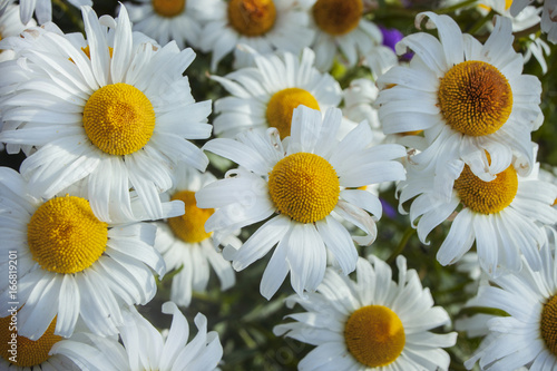 A bunch of white daisies  close-up