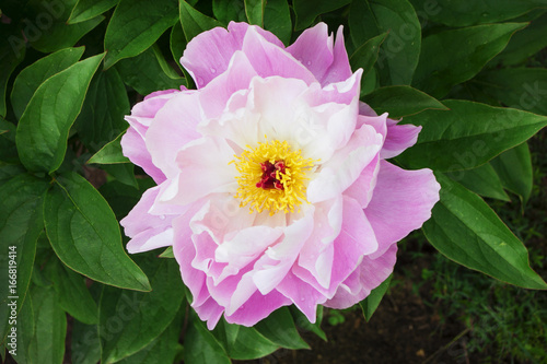 White-pink peony with a red center and yellow stamens  on background a blur greenery