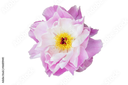 White and pink peony with red center and yellow stamens, on white isolated background