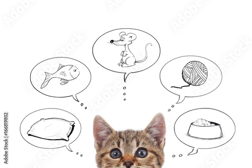 Fototapeta Naklejka Na Ścianę i Meble -  pensées de chaton