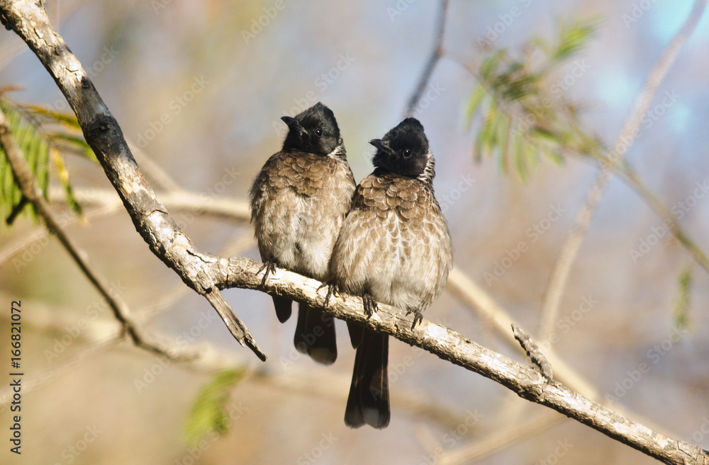 Fototapeta premium Red-vented Bulbul Pair
