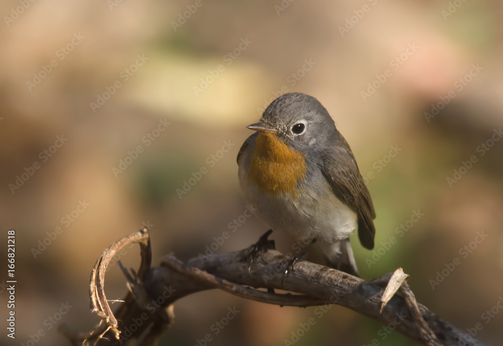 Fototapeta premium Red-breasted Flycatcher