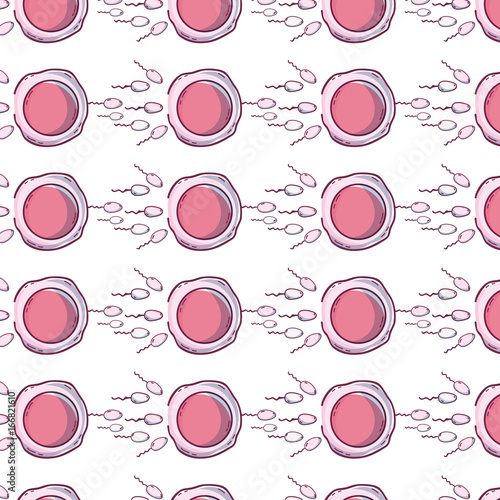 ovum and spermatozoon fertilization process background