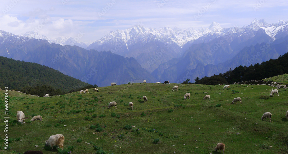 Sheep grazing in the meadow in Himalayas