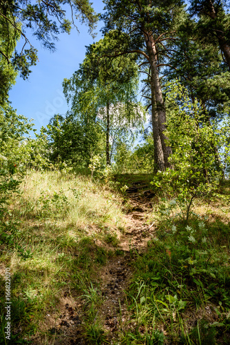 abstract summer forest