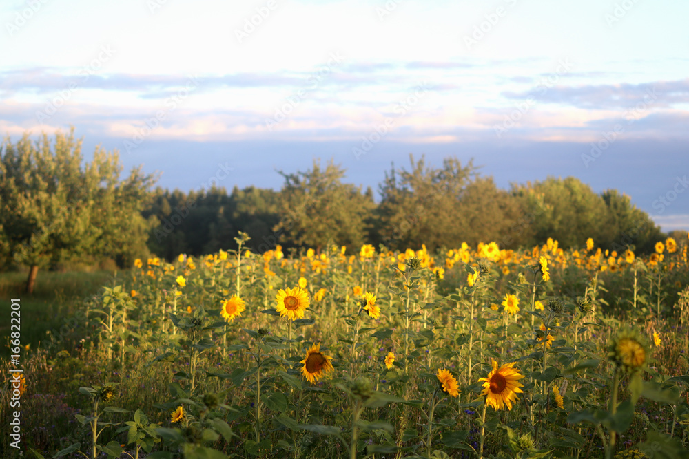 Sonnenblumen im Biosphärengebiet der Schwäbischen Alb