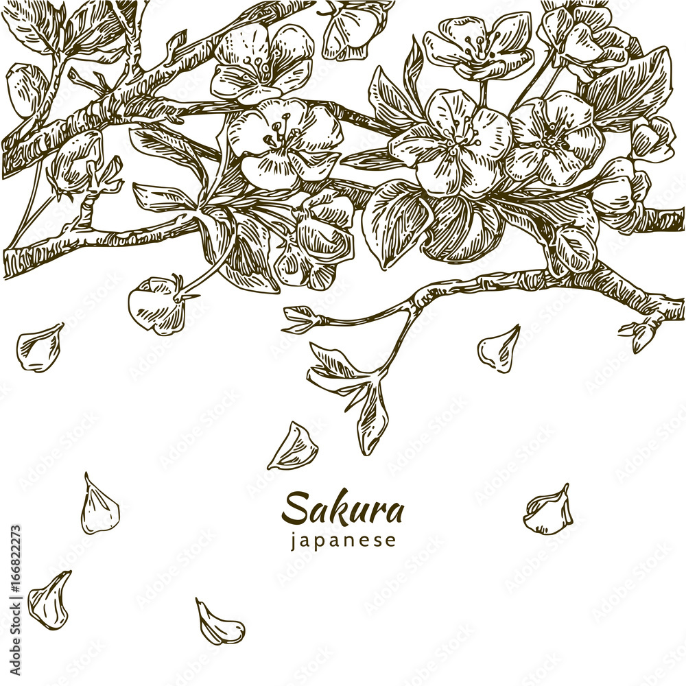 Naklejka premium Beautiful romantic background. Branch of sakura. Falling petals of cherry blossoms. Engraving. Vector illustration.