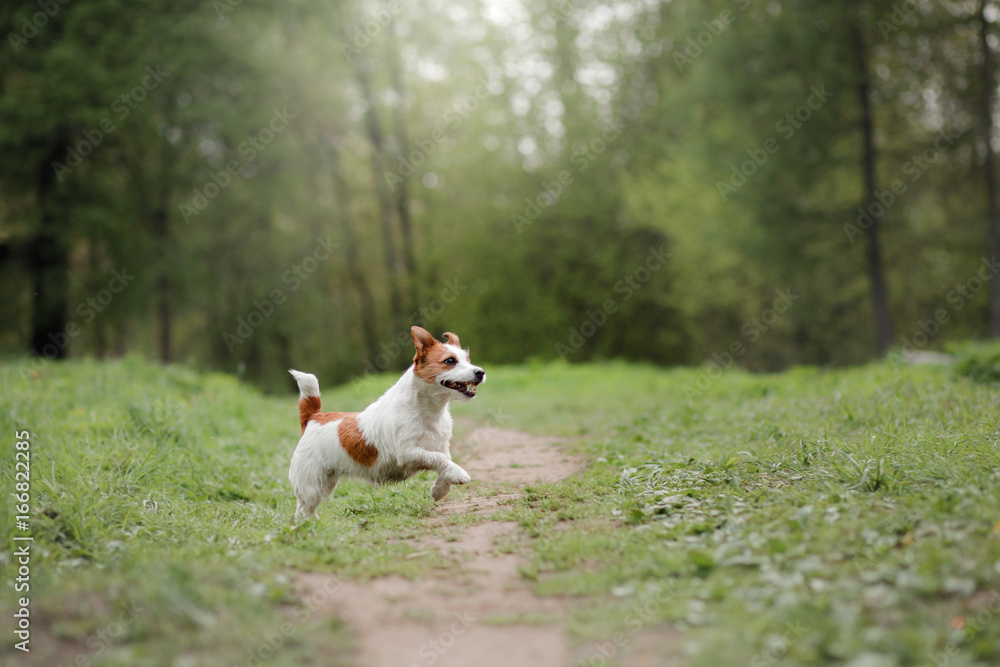 Dog running through the woods Dog running through the woods